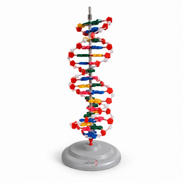 DNA Activity Model